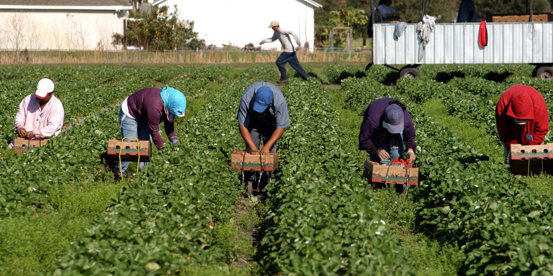 farmworkers in the field