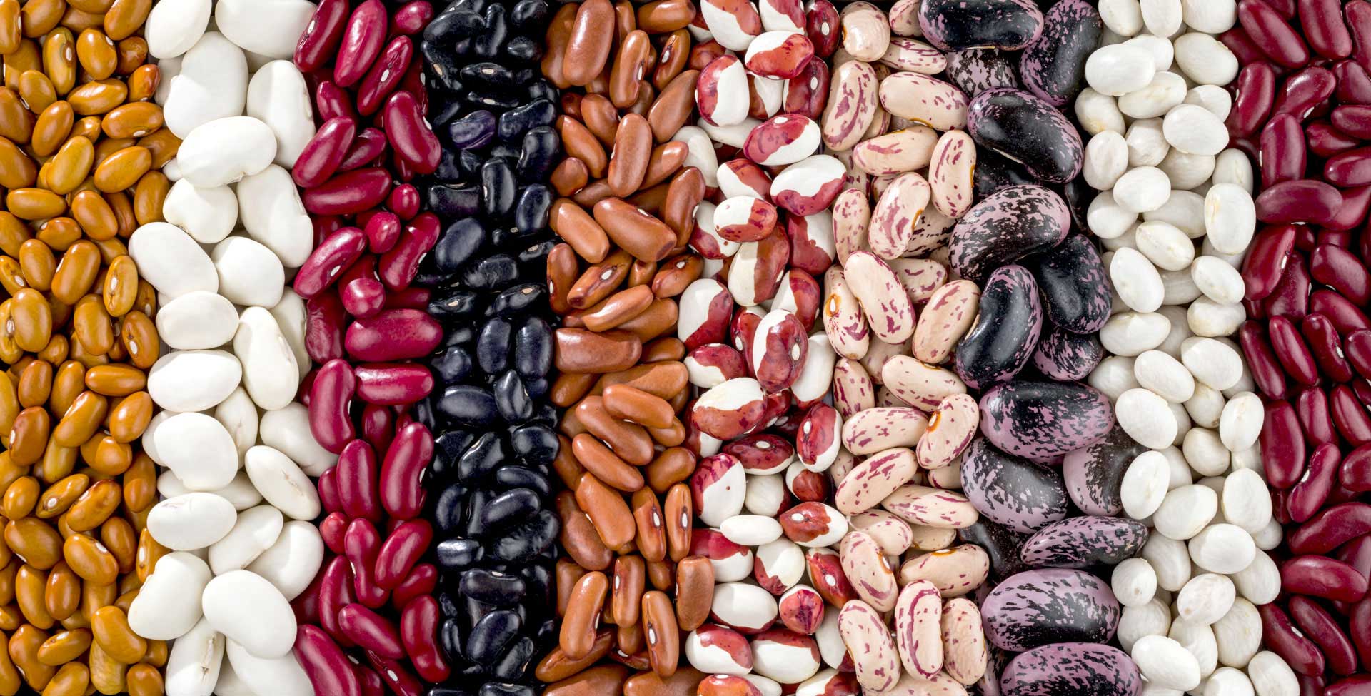 an assortment of beans
