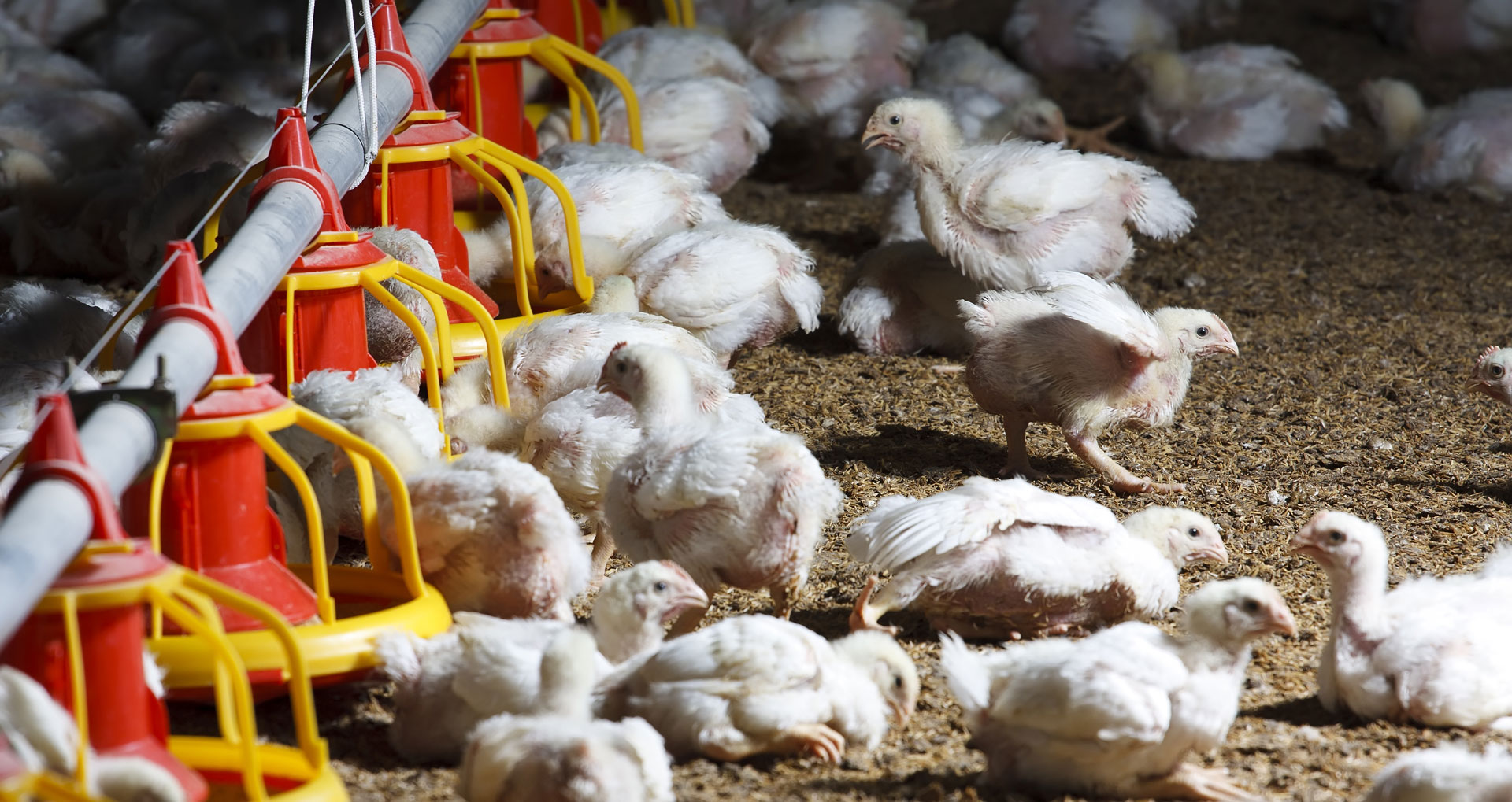 ag-gag laws prevent employees from reporting on poor conditions