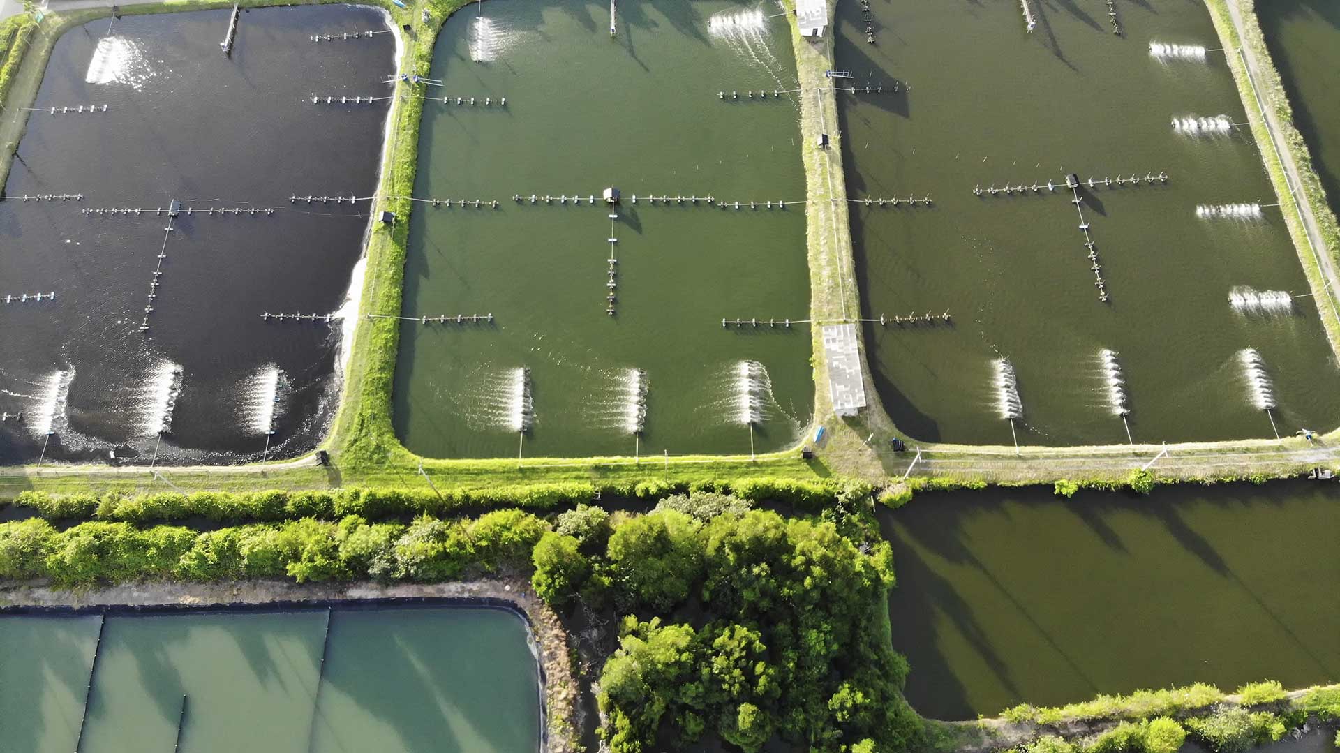 Aerial view of shrimp farm and air purifier in Thailand. Continuous growing aquaculture business is exported to the international market