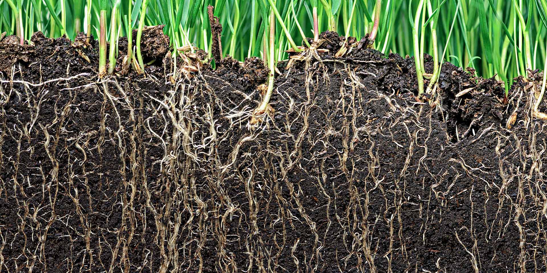 what is soil important ; cross section of roots growing in soil